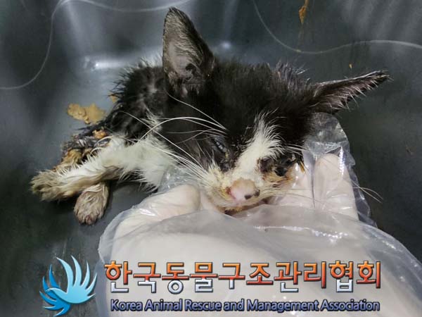 한국동물구조관리협회_411307202300183